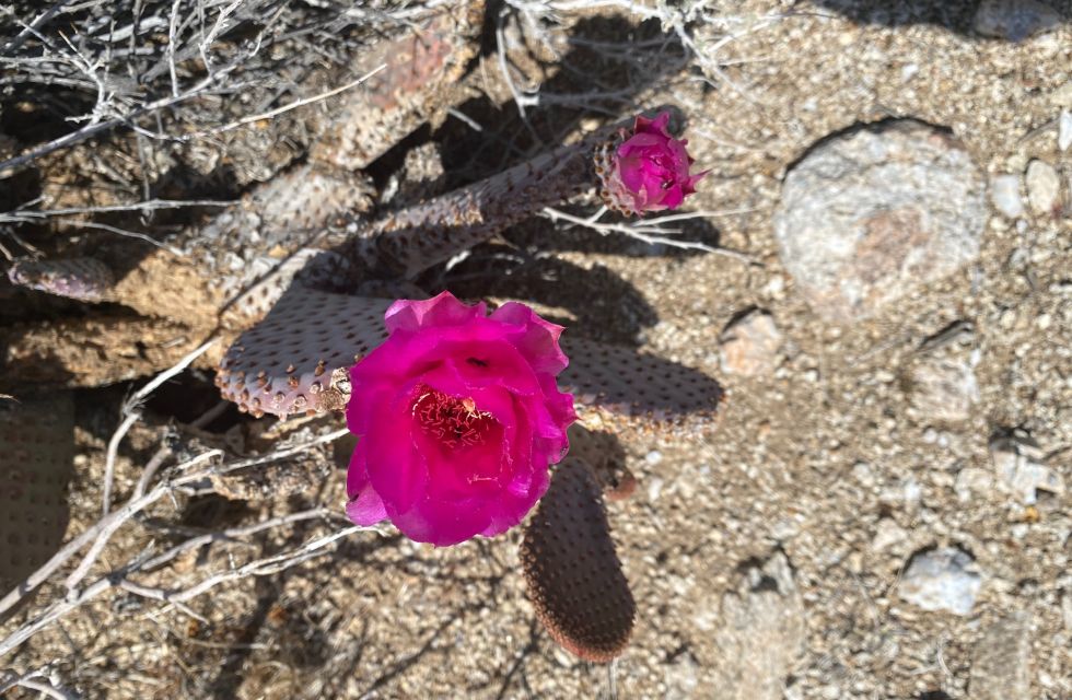 PricklyPear