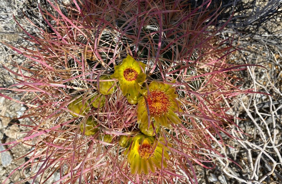 baraell cactus