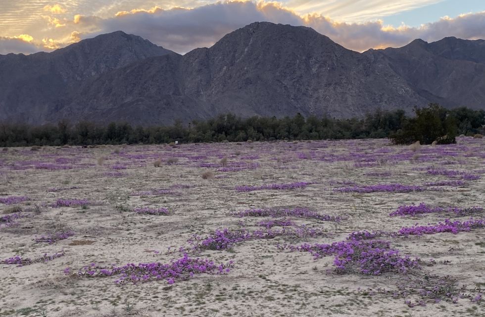 Verbena