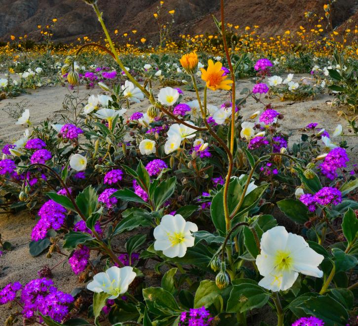 Wildflowers (Photo credit: Denise Zuranski)