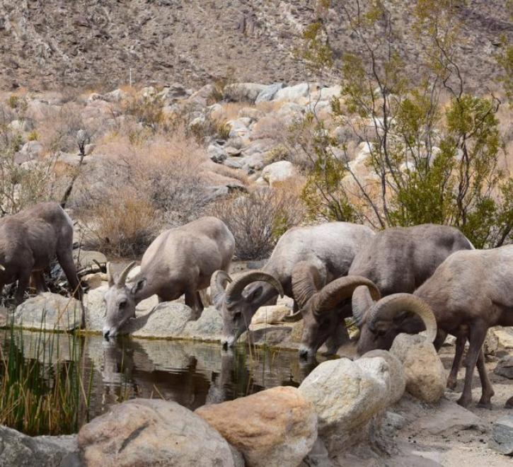 Thirsty Bighorns