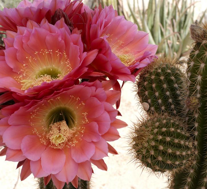 ABDNHA Desert Garden