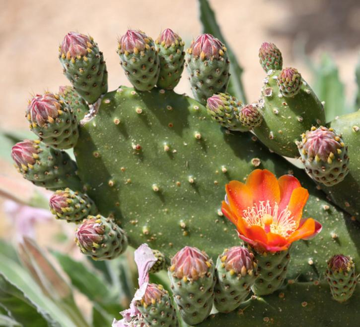 ABDNHA Desert Garden