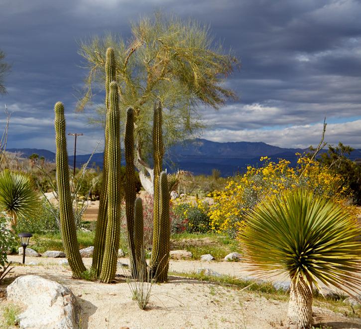 ABDNHA Desert Garden