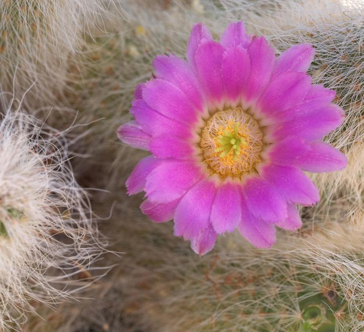 ABDNHA Desert Garden