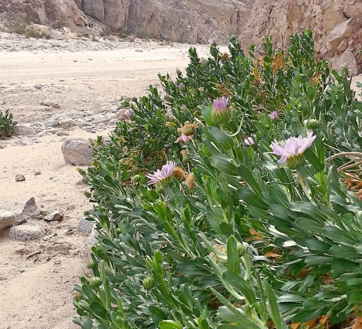 Fish Creek Wildflowers