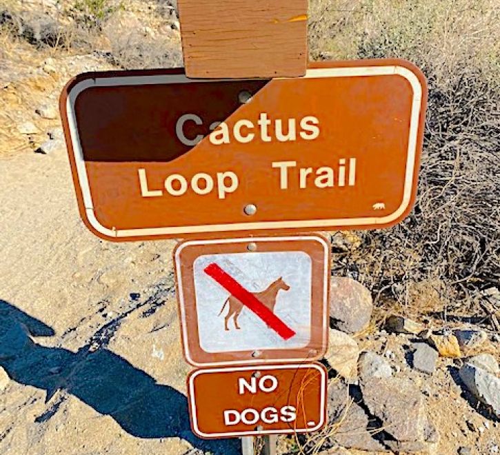 Cactus Loop 7